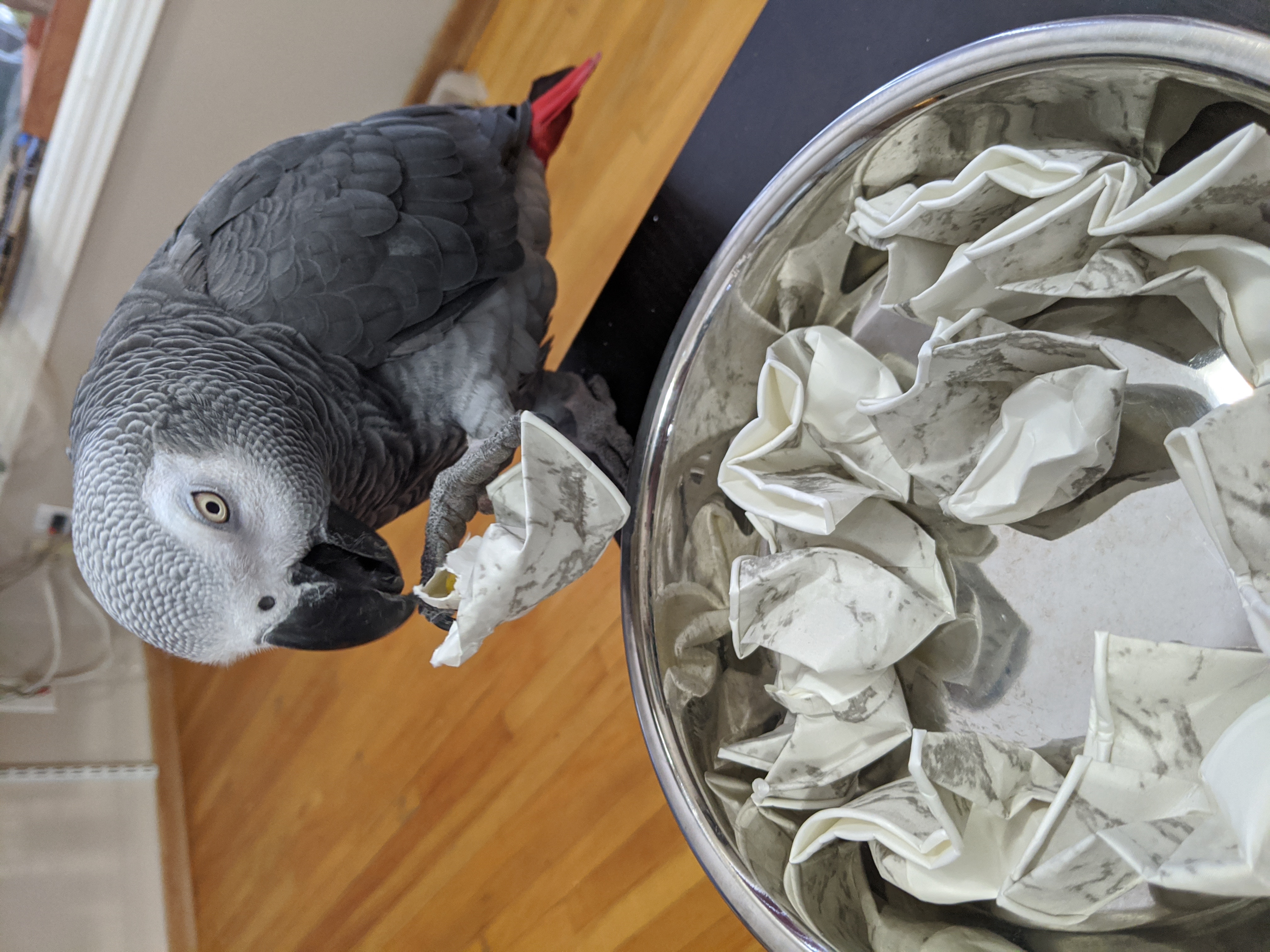 Course - Foraging